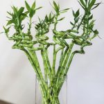 فازات بامبو