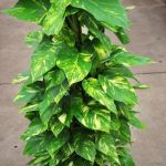 بوتس استيك طول 80سم 