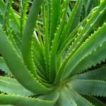 صبار ألوفيرا
