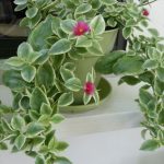 قطر الندي - صبار فلسطين - حي علم