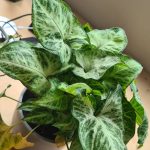 سنجونيوم اخضر