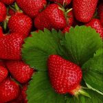 فراولة مثمره