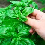 حوض مستطيل ريحان بلدي مقاس 50 سم