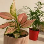 LIP STICK اجلونيما