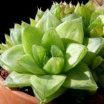 هوارثيا نجمه