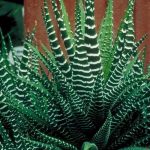 هوارثيا زبرا