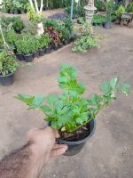 ⁦كرفس فرنساوي⁩ - الصورة ⁦3⁩