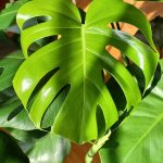 مونستيرا القفص الصدري - مشتل اسكندرية