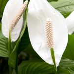 سباثيفيليم ( زنبق السلام )