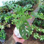 بلوره مائية مونستيرا مونكي