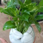 بلوره مائية بوتس اخضر