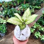 بلوره مائية Aglonema super white