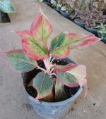 ⁦LIP STICK اجلونيما⁩ - الصورة ⁦2⁩