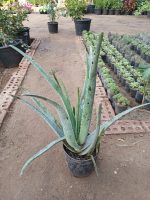 ⁦صبار ألوفيرا⁩ - الصورة ⁦6⁩