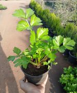 ⁦كرفس فرنساوي⁩ - الصورة ⁦3⁩