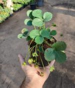 ⁦فراولة مثمره⁩ - الصورة ⁦6⁩