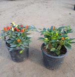 ⁦فلفل هاليبينو حار⁩ - الصورة ⁦4⁩