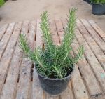 ⁦روز ماري جبلي حجم كبير⁩ - الصورة ⁦3⁩