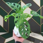 بلوره مائية مونستيرا مونكي