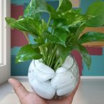 بلوره مائية بوتس اخضر