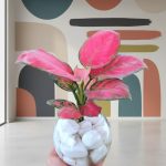 بلوره مائية Aglonema super red