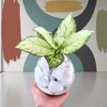 بلوره مائية Aglonema super white