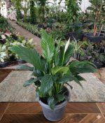 ⁦سباثيفيليم ( زنبق السلام ) مزهر⁩ - الصورة ⁦4⁩