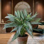 اجلونيما سيلفير