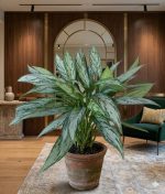 اجلونيما سيلفير