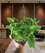 ⁦بوتس أخضر⁩ - الصورة ⁦5⁩