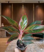 ⁦LIP STICK اجلونيما⁩ - الصورة ⁦2⁩