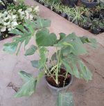 ⁦مونستيرا ديلسيوزا - القفص الصدري⁩ - الصورة ⁦2⁩