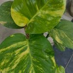 بوتس استيك طول 60سم