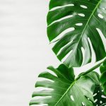 مونستيرا ديلسيوزا - القفص الصدري