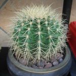 صبار عمة القاضي كبير