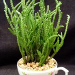 صبار رجل النمله