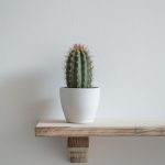 صبار باكسيريس