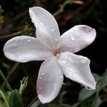 ياسمين بلدي