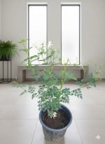 ⁦ياسمين بلدي⁩ - الصورة ⁦4⁩