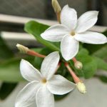 ياسمين بلدي