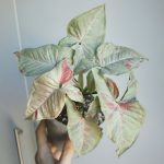 سنجونيوم Milk Confetti