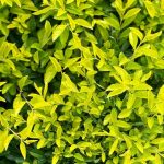 دورنتا ليمون