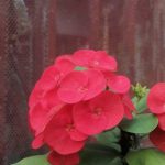 ايفوربيا بطيخي حجم كبير