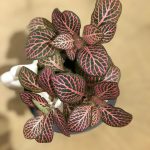 قيتونيا احمر -مشتل اسكندرية