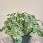 فيتونيا لون أخضر