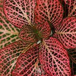 فيتونيا لون أحمر