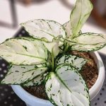 اجلونيما super white