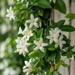 ياسمين اسطنبولي استيك