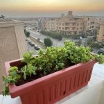 حوض مستطيل صبار حي علم  لون طوبي مقاس 40 سم