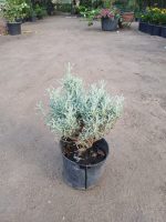 ⁦شيح⁩ - الصورة ⁦2⁩